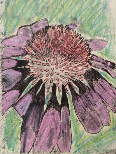 Print of a blooming Purple Echinacea flower