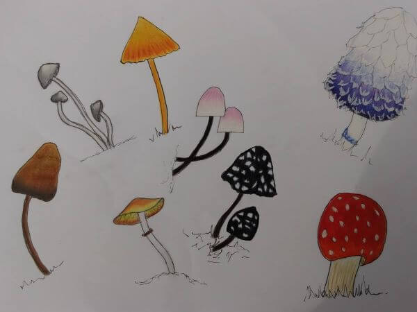 Pencil drawing of an assortment of different shaped and coloured fungi