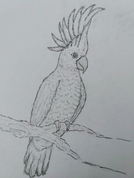 Pencil sketch of a Umbrella Cockatoo with its head crest extended sat on a tree branch