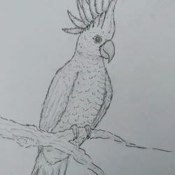 Pencil sketch of a Umbrella Cockatoo with its head crest extended sat on a tree branch